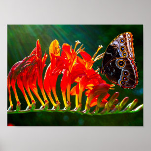 Blå morpho fjäril på Crocosmia Lucifer blommor Poster