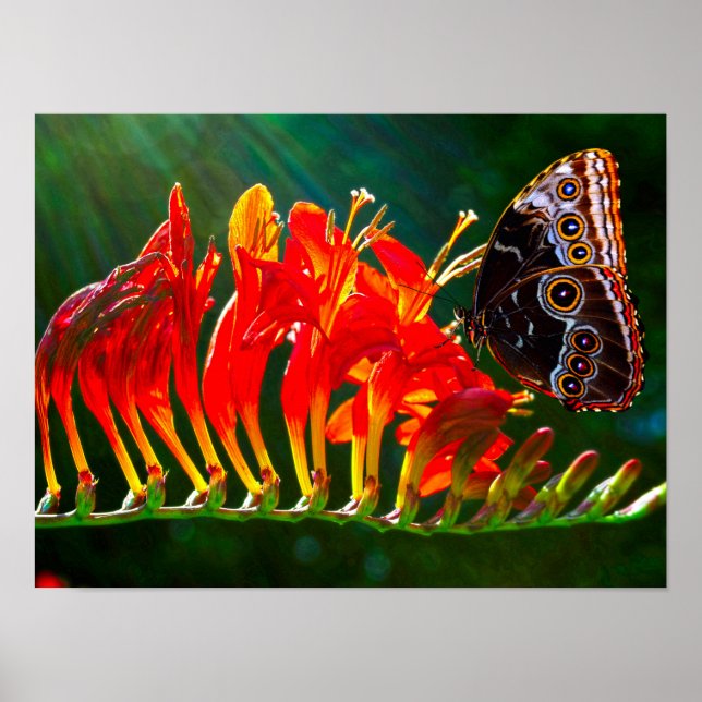Blå morpho fjäril på Crocosmia Lucifer blommor Poster (Framsidan)