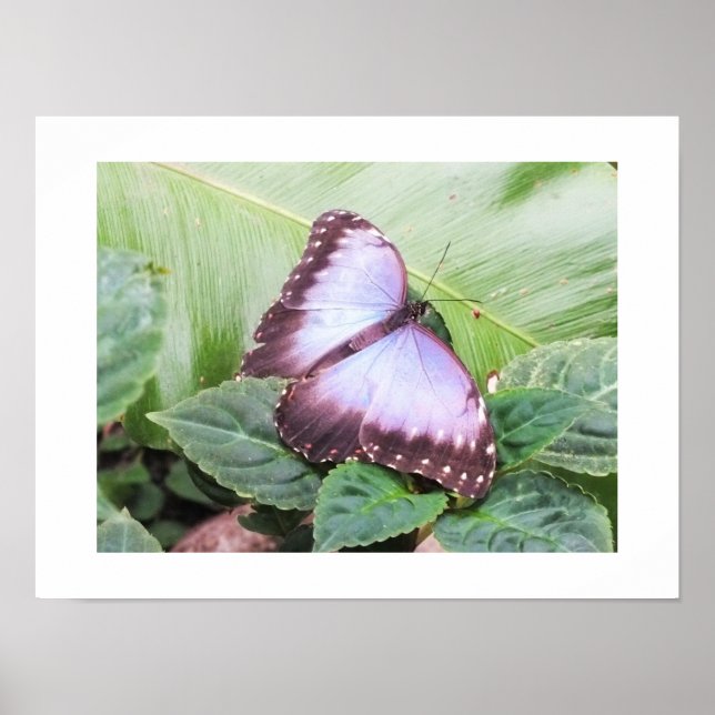 Blå morpho fjäril poster (Framsidan)
