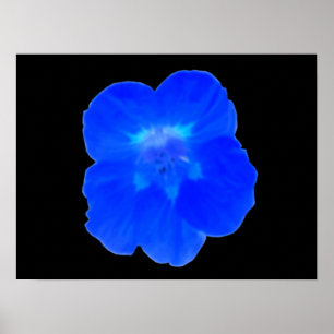 Blå Nasturtium-utskrift Poster