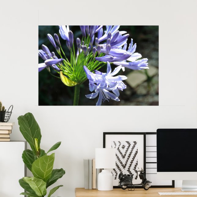Blå Nil Lilja Foto Förstoring Poster (Hemmakontoret)