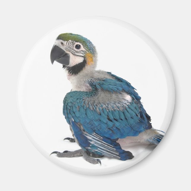 Blå och gul ara magnet (Framsidan)