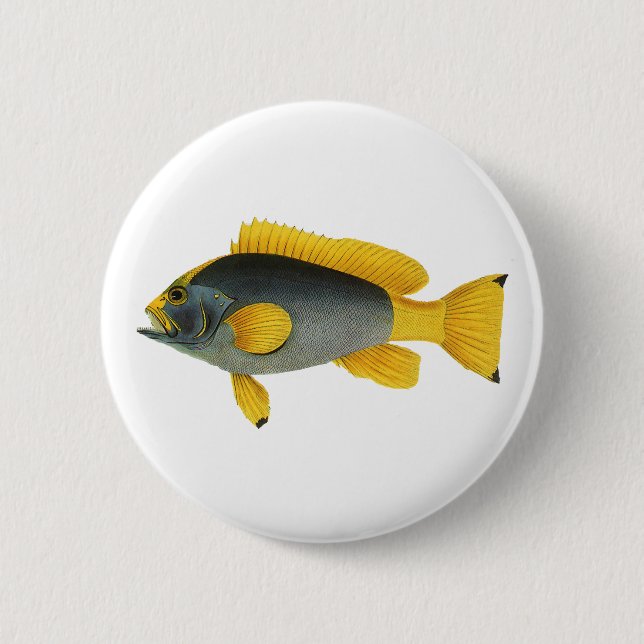 Blå och gul grouperfisk, gammal marin fauna knapp (Framsida)