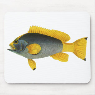 Blå och gul grouperfisk, gammal marin fauna musmatta