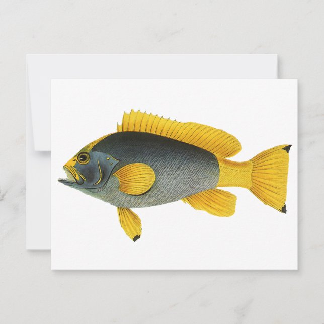 Blå och gul grouperfisk, vintage marinliv (Framsida)