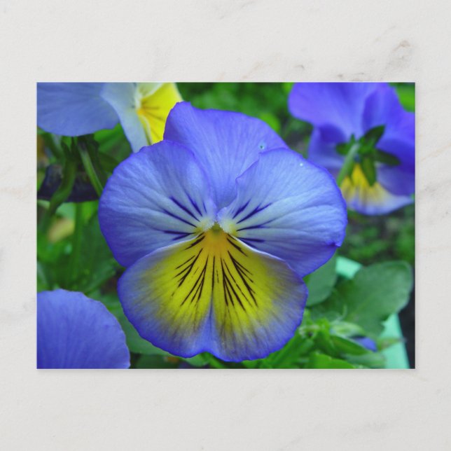 Blå och gul vykort med blommor (Framsida)