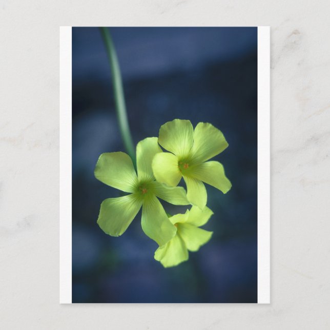 Blå och Gula blommor Vykort (Framsida)