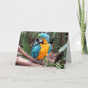 Blå och Guld Macaw (4436)-hälsningskort Kort