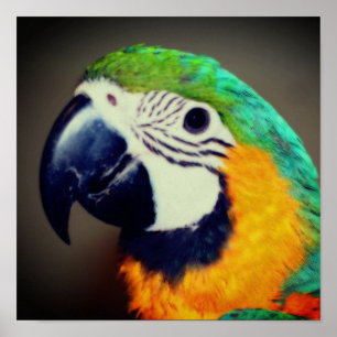 Blå och Guld Macaw Parrot Ansikte Poster