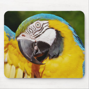 Blå och Guld Macaw Parrot Musmatta