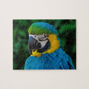 Blå och Guld Macaw Parrot Pussel