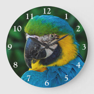 Blå och Guld Macaw Parrot Stor Klocka