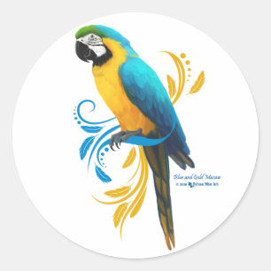 Blå och Guld Macaw Round Sticker Runt Klistermärke