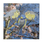 Blå och Gult Chickadee-familjen Kakelplatta<br><div class="desc">Den här vackra färglösa keramiska plattan har en Mor Bluetit,  Chickadee,  som matar två baby Bluetits bland rosa Almond Blommar. Det skulle vara en ovanlig gåva och göra kaffe bord ljusare.</div>