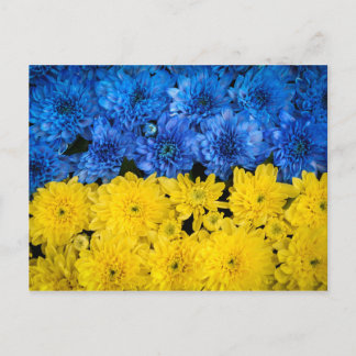 Blå och Gult Chrysanthemums Nature Photo Poster Vykort