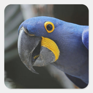 Blå och Gult Hyacint Macaw Parrot Fyrkantigt Klistermärke