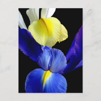 Blå och Gult Iris Flowers 4b Vykort
