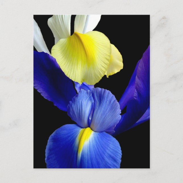 Blå och Gult Iris Flowers 4b Vykort (Framsida)