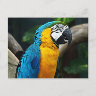Blå och gult Macaw (Ara arauna) Vykort