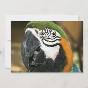 Blå och Gult Macaw från Amazon