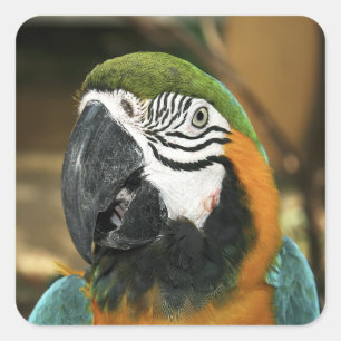 Blå och Gult Macaw från Amazon Fyrkantigt Klistermärke