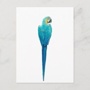 Blå och Gult Macaw från Junglepromenad.com Vykort