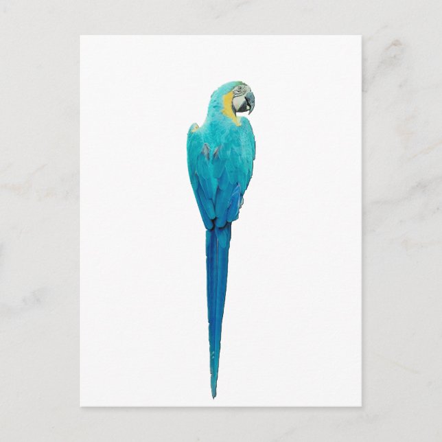 Blå och Gult Macaw från Junglepromenad.com Vykort (Framsida)