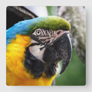 Blå och gult macaw fyrkantig klocka