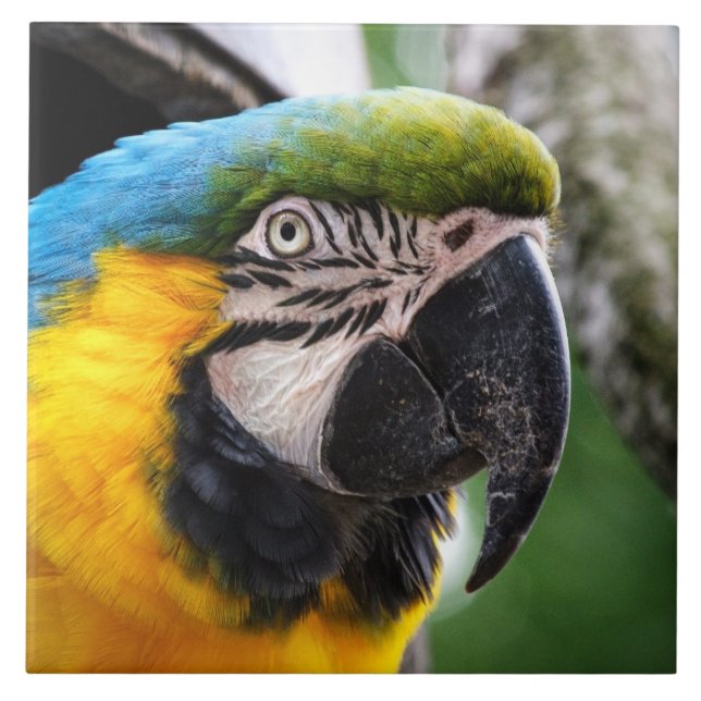 Blå och gult macaw kakelplatta (Framsidan)