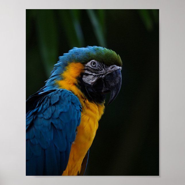 Blå och Gult Macaw nära Porträtt - Parrot Poster (Framsidan)