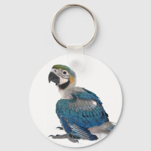Blå och gult Macaw Nyckelring