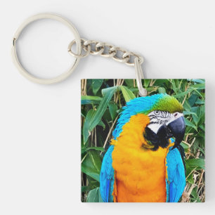 Blå och Gult Macaw Parrot