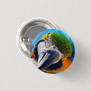 Blå och Gult Macaw, Parrot Ansikte Knapp