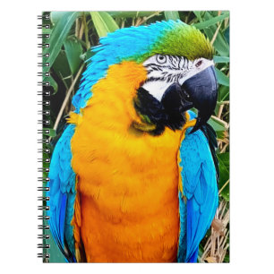 Blå och Gult Macaw Parrot Anteckningsbok