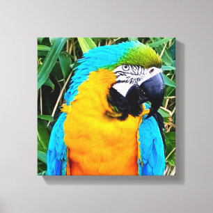 Blå och Gult Macaw Parrot Canvastryck