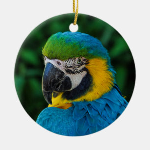Blå och Gult Macaw Parrot Julgransprydnad Keramik