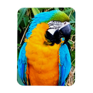 Blå och Gult Macaw Parrot Magnet
