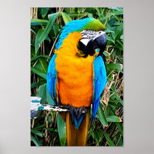 Blå och Gult Macaw Parrot Poster