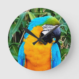 Blå och Gult Macaw Parrot Rund Klocka