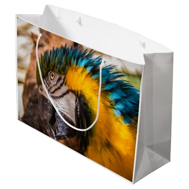 Blå och gult macaw porträtt (Baksidan Vinklad)