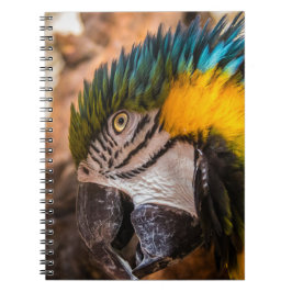 Blå och gult macaw porträtt anteckningsbok