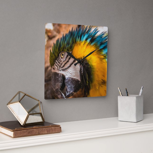 Blå och gult macaw porträtt fyrkantig klocka (Kontor)