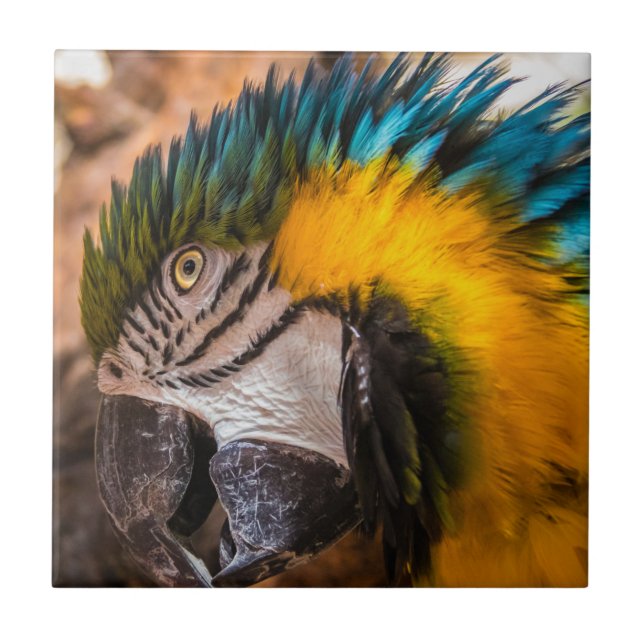 Blå och gult macaw porträtt kakelplatta (Framsidan)