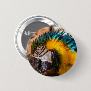 Blå och gult macaw porträtt knapp