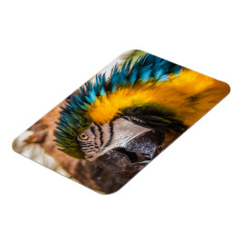 Blå och gult macaw porträtt magnet