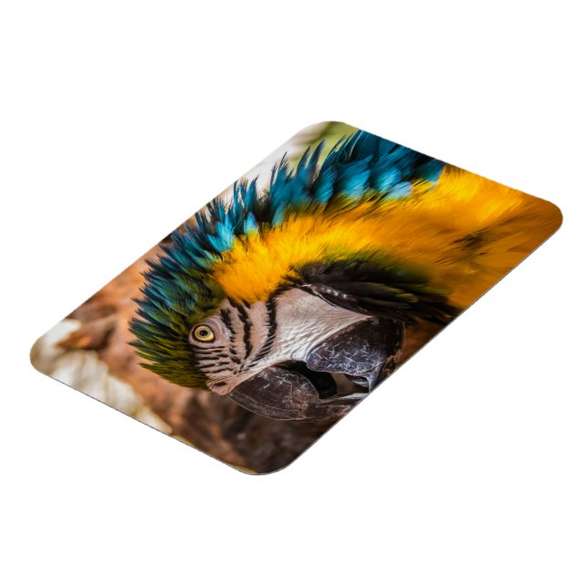 Blå och gult macaw porträtt magnet (Vänstra Sidan)