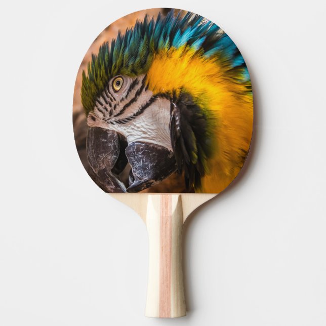 Blå och gult macaw porträtt pingisracket (Framsidan)