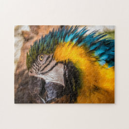 Blå och gult macaw porträtt pussel