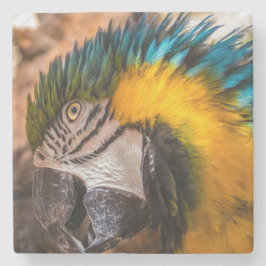 Blå och gult macaw porträtt stenunderlägg