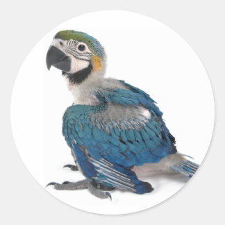 Blå och gult Macaw Runt Klistermärke